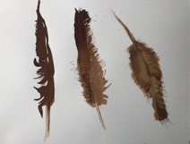 Feathers